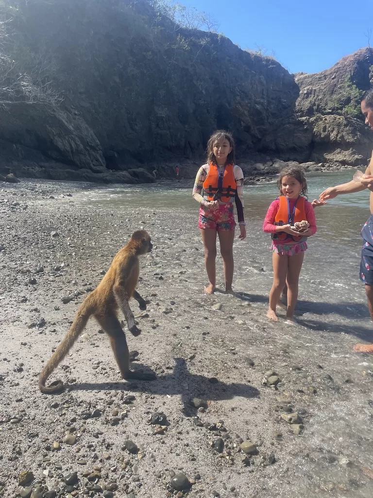 monkey-feeding-monkey-island-nicoya-costa-rica-la-perla-negra